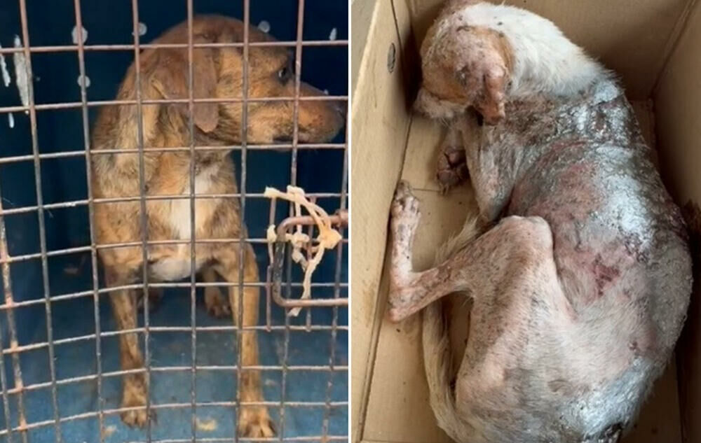 Imagem de compartilhamento para o artigo Dois cães são resgatados em estado grave de maus-tratos em Coxim; Morador será responsabilizado criminalmente da MS Todo dia